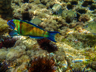 Ornate wrasse (Thalassoma pavo) undersea, thalassoma fish, Close up ornate wrasse fish underwater, Ornate Wrasse Thalassoma pavo in Mediterranean Sea in jijel Algeria North Africa, Mediterranean fish.
