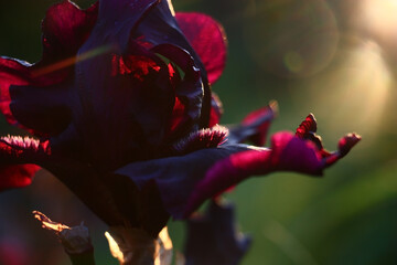 The dark iris of a grade of Before the Storm.The sun leaving for the horizon illuminates petals....