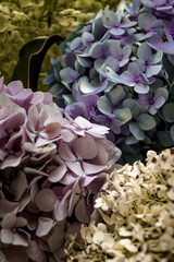 a vibrant display of light and pastel hydrangeas. a delicate abstract texture backdrop of flower...