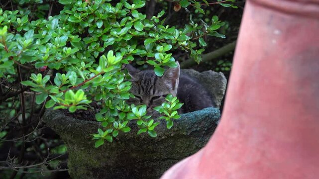 Cat sits in a planter behind a chiminea.