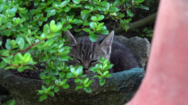 Kitten sits in a planter.