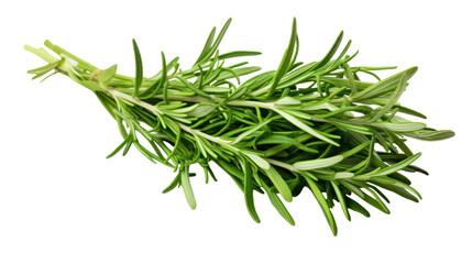 Fototapeta premium Tarragon Bunch – Fresh green tarragon herb bunch isolated on transparent background