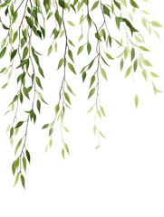 Obraz premium Weeping Willow Branch with Drooping Green Leaves on Transparent Background