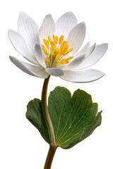 White Bloodroot Flower with Yellow Pistils – Delicate white bloodroot bloom with central yellow pistils isolated on transparent background

