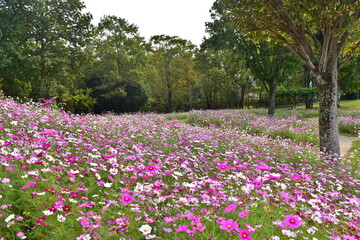 秋桜　こすもす　コスモス　秋　まんのう公園　国営讃岐まんのう公園　香川