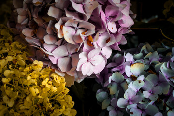 a vibrant display of golden and pastel hydrangeas. a rich abstract texture backdrop of flower...