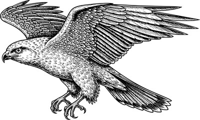 A detailed, engraved-style illustration of an eagle or hawk in flight.