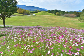 秋桜　こすもす　コスモス　秋　まんのう公園　国営讃岐まんのう公園　香川