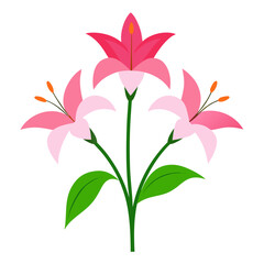 pink lily isolated on white
