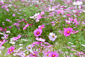 秋桜　こすもす　コスモス　秋　まんのう公園　国営讃岐まんのう公園　香川