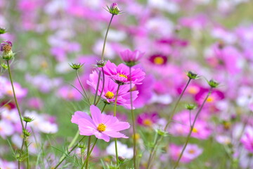 秋桜　こすもす　コスモス　秋　まんのう公園　国営讃岐まんのう公園　香川