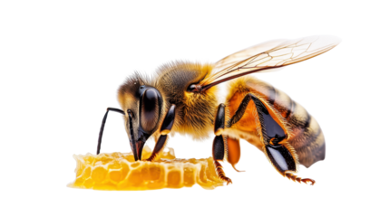 A single diligent bee working tirelessly to make the sweetest honey on white background 