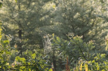A Beautiful Spider Web Catches the Morning Sun Strung Between Trees