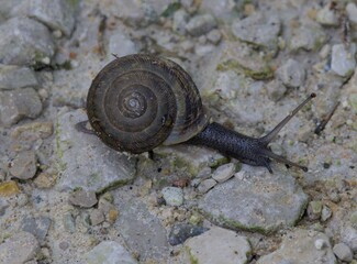 Small Snail Slithering Across a Gravel Path Neohelix Albolabris