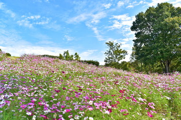 秋桜　こすもす　コスモス　秋　まんのう公園　国営讃岐まんのう公園　香川