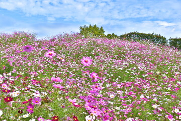秋桜　こすもす　コスモス　秋　まんのう公園　国営讃岐まんのう公園　香川