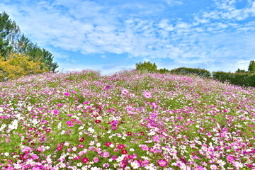 秋桜　こすもす　コスモス　秋　まんのう公園　国営讃岐まんのう公園　香川