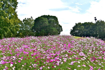 秋桜　こすもす　コスモス　秋　まんのう公園　国営讃岐まんのう公園　香川