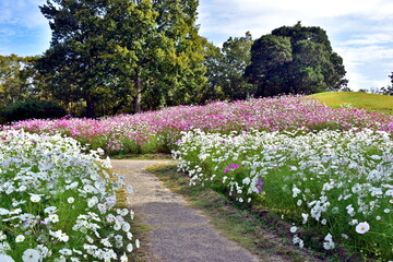 秋桜　こすもす　コスモス　秋　まんのう公園　国営讃岐まんのう公園　香川