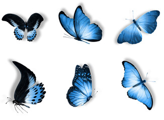 blue butterfly collection on transparent background