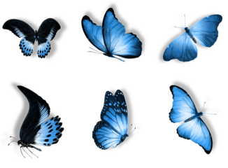 blue butterfly collection on transparent background