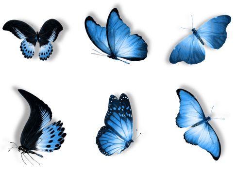 blue butterfly collection on transparent background - Powered by Adobe