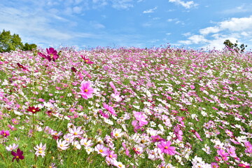 秋桜　こすもす　コスモス　秋　まんのう公園　国営讃岐まんのう公園　香川