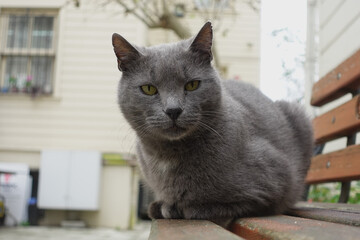 Grey cat resting on a wooden bench in a quiet courtyard