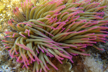 Seagrass underwater with natural sunlight in Mediterranean sea, jijel Algeria, Sea Grass...