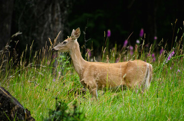Wild Deer in Lush Green Meadow with Purple Wildflowers Nature Wildlife Photography