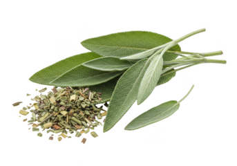 Isolated Still Life of Fresh and Dry Sage Herbs Spice Seasoning