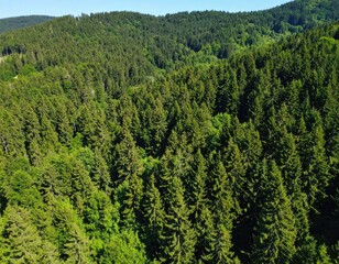 Dense forest canopy view
