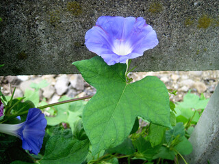 morning glory flowers
