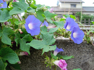 morning glory flowers