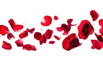 A cascade of vibrant red rose petals and a single rose bloom falling gracefully isolated on transparent background