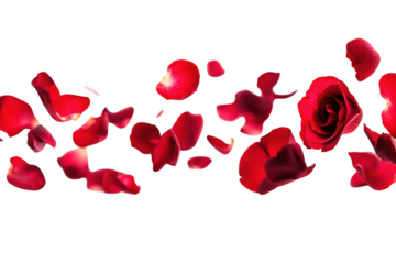 A cascade of vibrant red rose petals and a single rose bloom falling gracefully isolated on transparent background