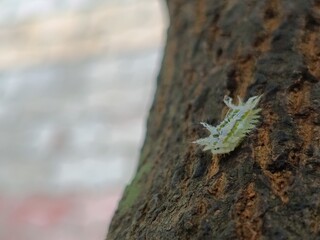 Lava on a tree trunk 