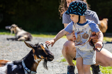 Young Boy Toddler Interacting With a Goat at an Animal Farm