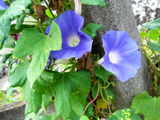 morning glory flowers