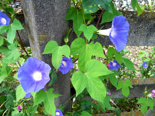 morning glory flowers