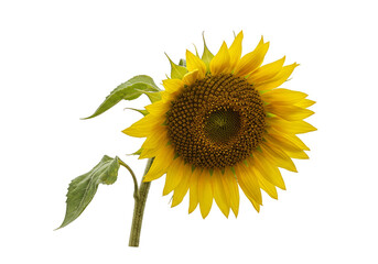 Obraz premium Isolated Sunflower with Transparent Background Single Yellow Flower