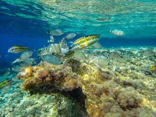 Ocean blue underwater with sunrays, Underwater Sea Deep Water Abstract Sunshine, sea wave , clean waters in summer time, Natural underwater seascape, sand on ocean floor and water surface with sunligh