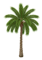 Illustration Palm Tree Exotic Green Isolated on Transparent Background