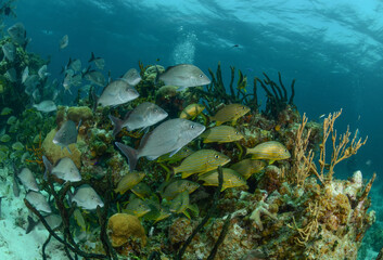 Obraz premium Peces en arrecife de coral
