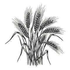 Illustration Plant Wheat With Transparent Background Field Grain Harvest