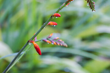 雨に濡れたヒメヒオウギズイセンの花03