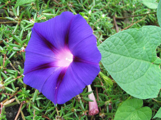 Deep purple morning glory flowers