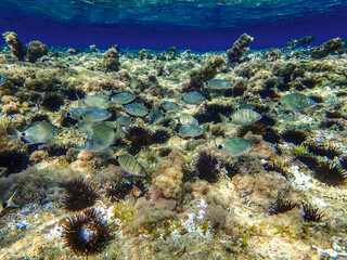 Ocean blue underwater with sunrays, Underwater Sea Deep Water Abstract Sunshine, sea wave , clean waters in summer time, Natural underwater seascape, sand on ocean floor and water surface with sunligh