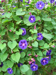 Deep purple morning glory flowers