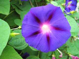 Deep purple morning glory flowers
